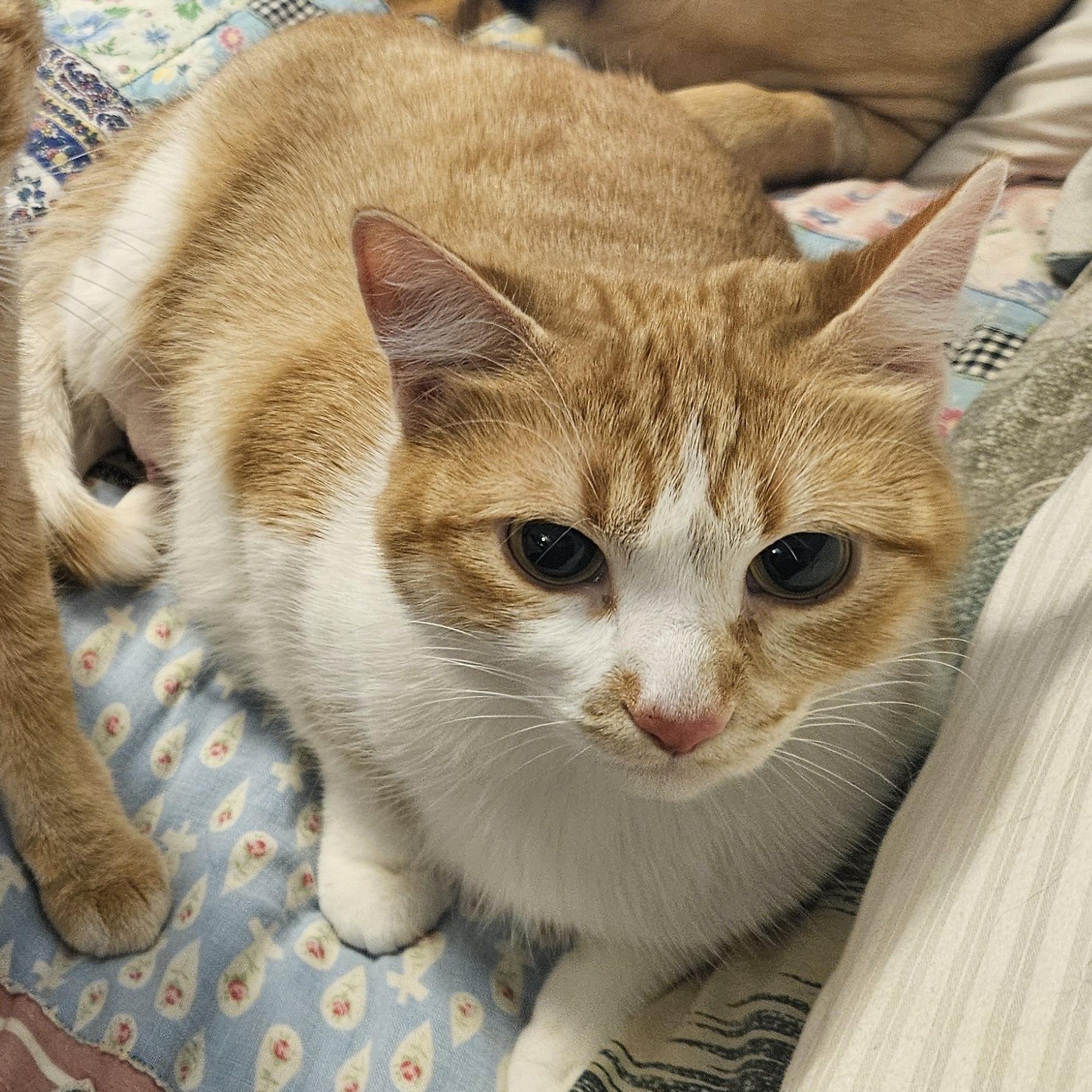 Enlarge Creamy, a Adoptable Domestic Short Hair in Blaine , MN image 2/3