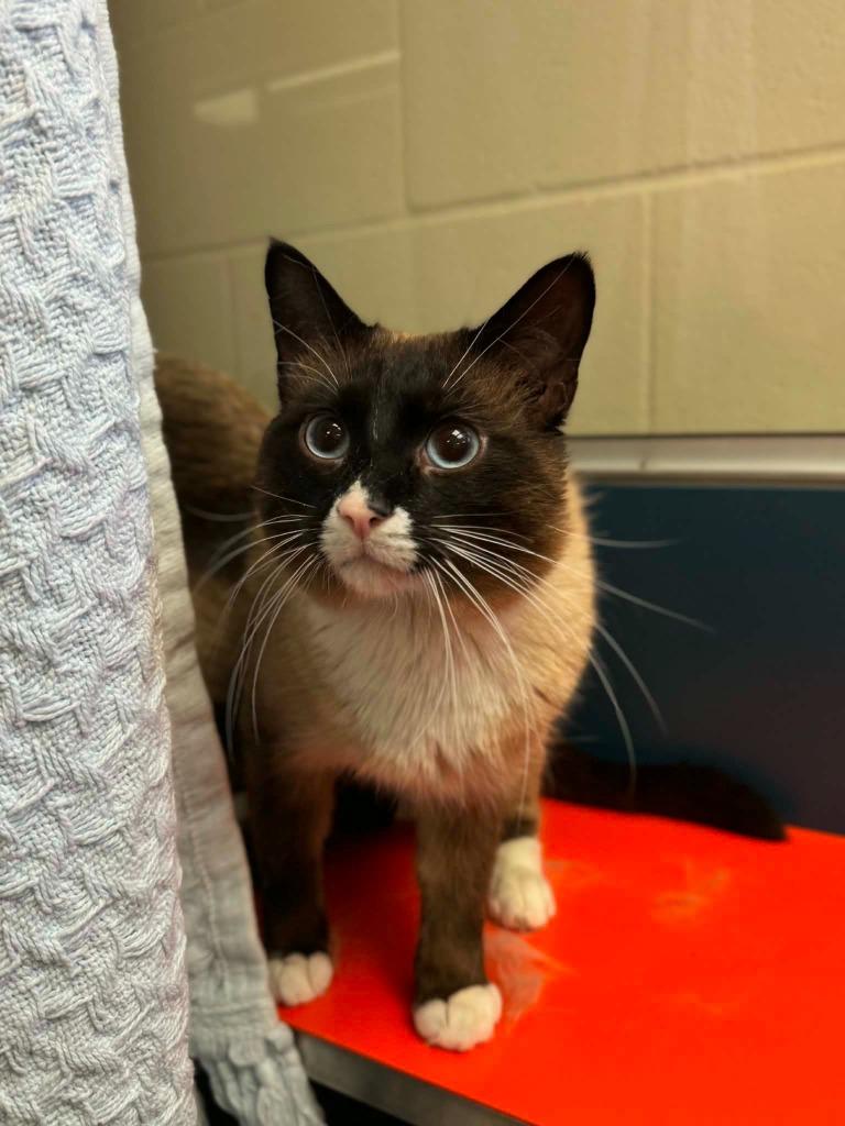 Lake, Adoptable, Young Male Siamese.