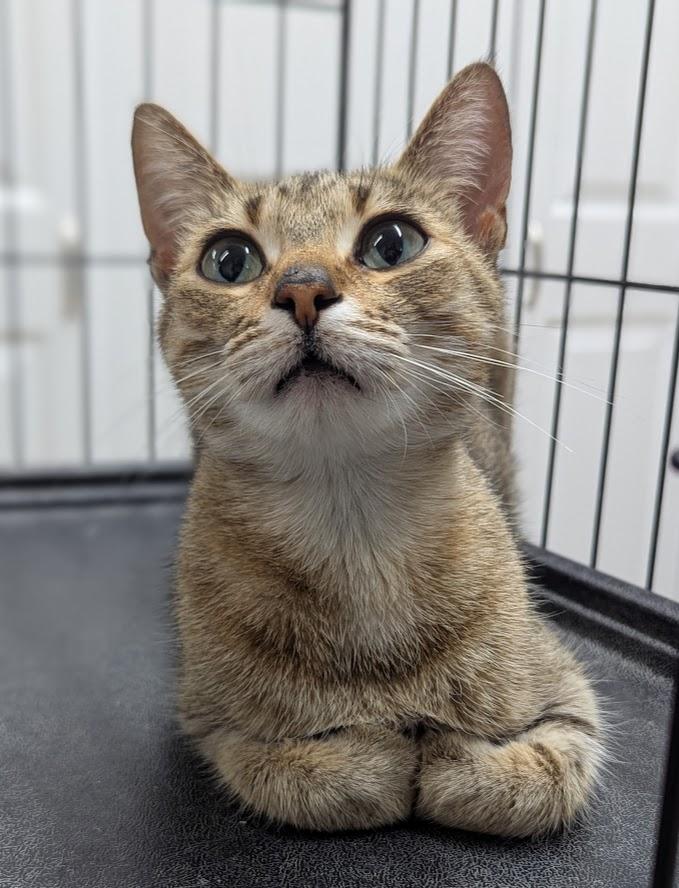 Enlarge Tulu, a ADOPTABLE Domestic Short Hair in Monroe, MI image 2/2