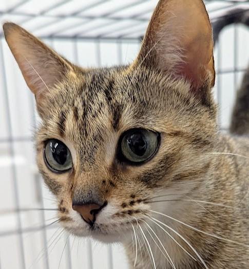 Tulu, ADOPTABLE, Young Female Domestic Short Hair.