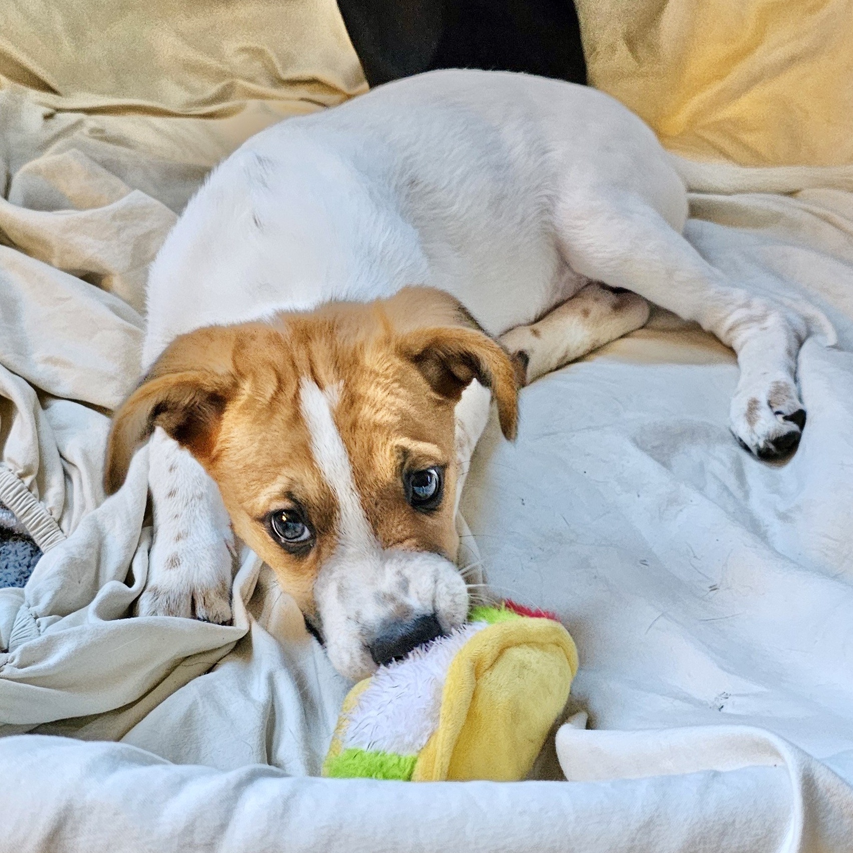 Dog for adoption Charlee, a Mixed Breed in Toms River, NJ Petfinder