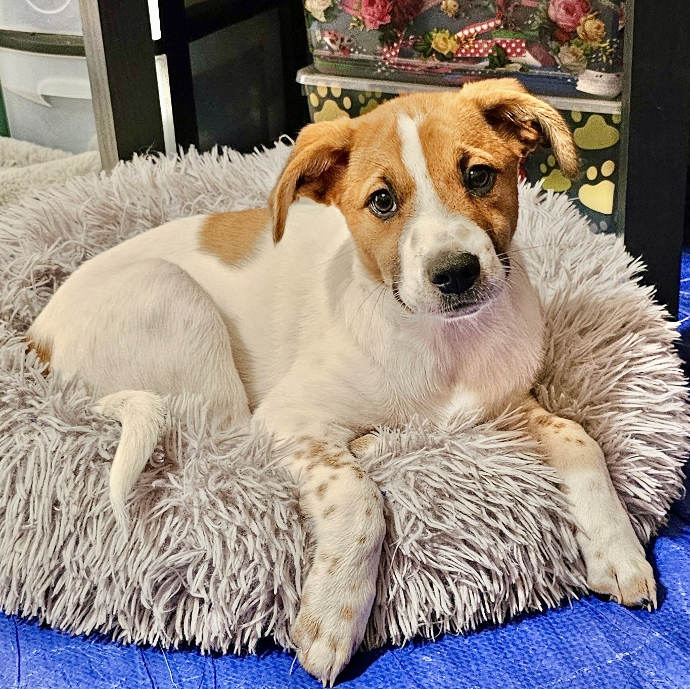 Dog for adoption Charlee, a Mixed Breed in Toms River, NJ Petfinder