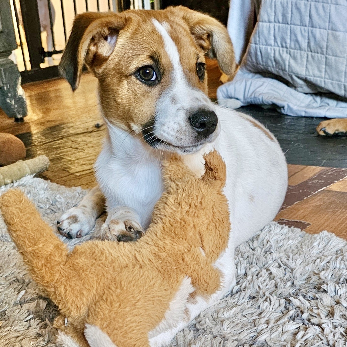 Dog for adoption Charlee, a Mixed Breed in Toms River, NJ Petfinder