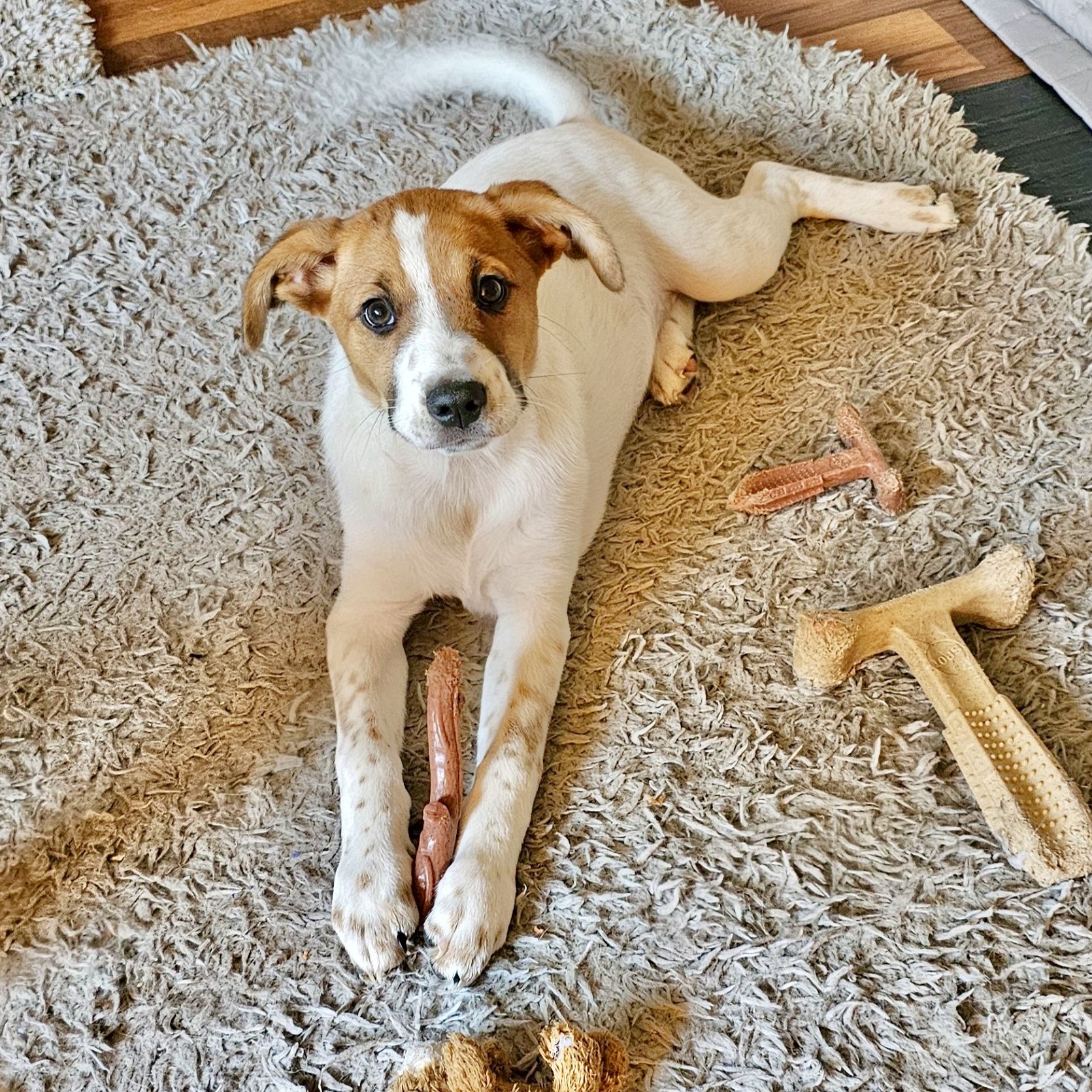 Dog for adoption Charlee, a Mixed Breed in Toms River, NJ Petfinder