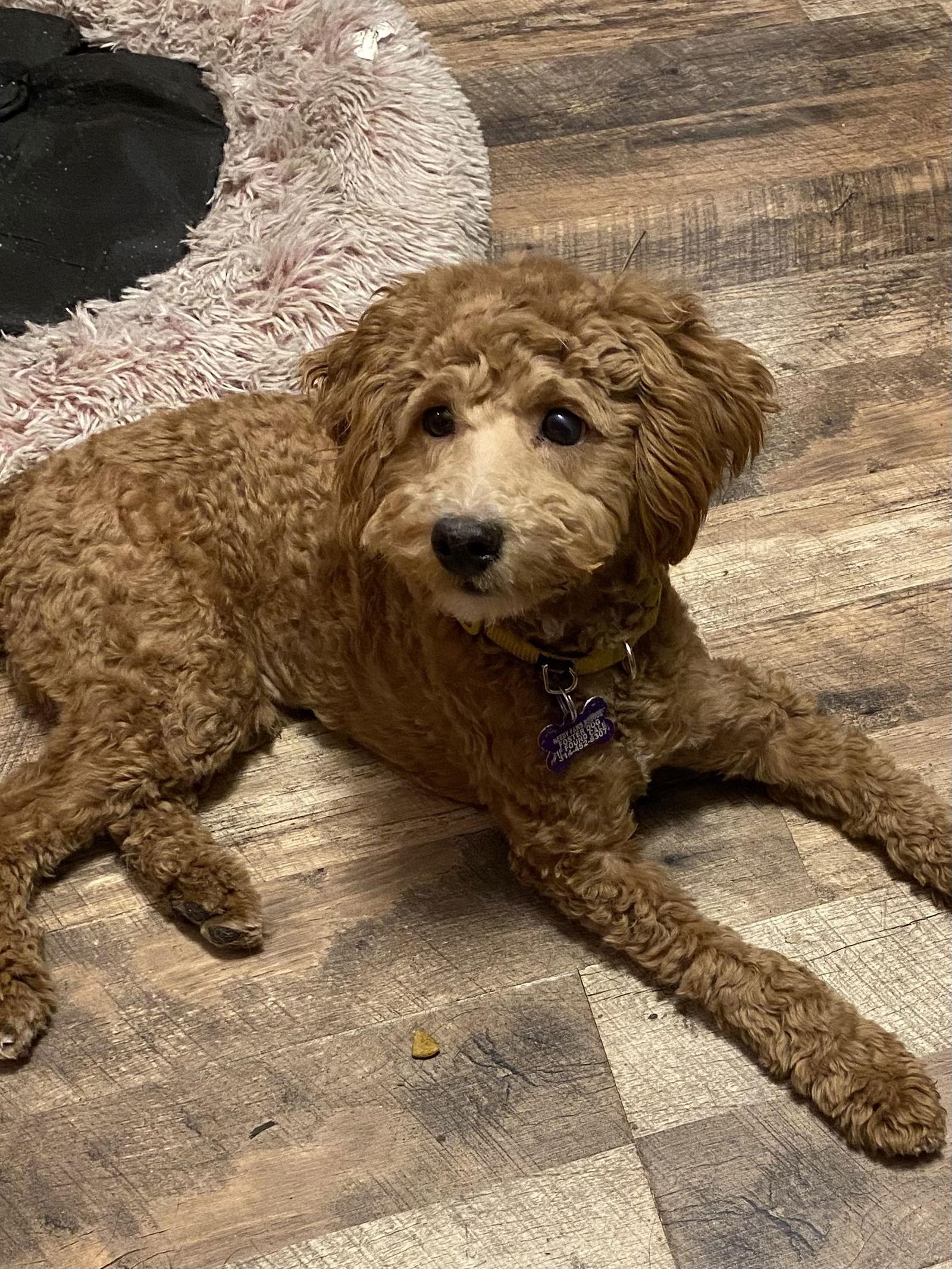 Yoder, Adopted, Puppy Male Bichon Frise & Poodle.