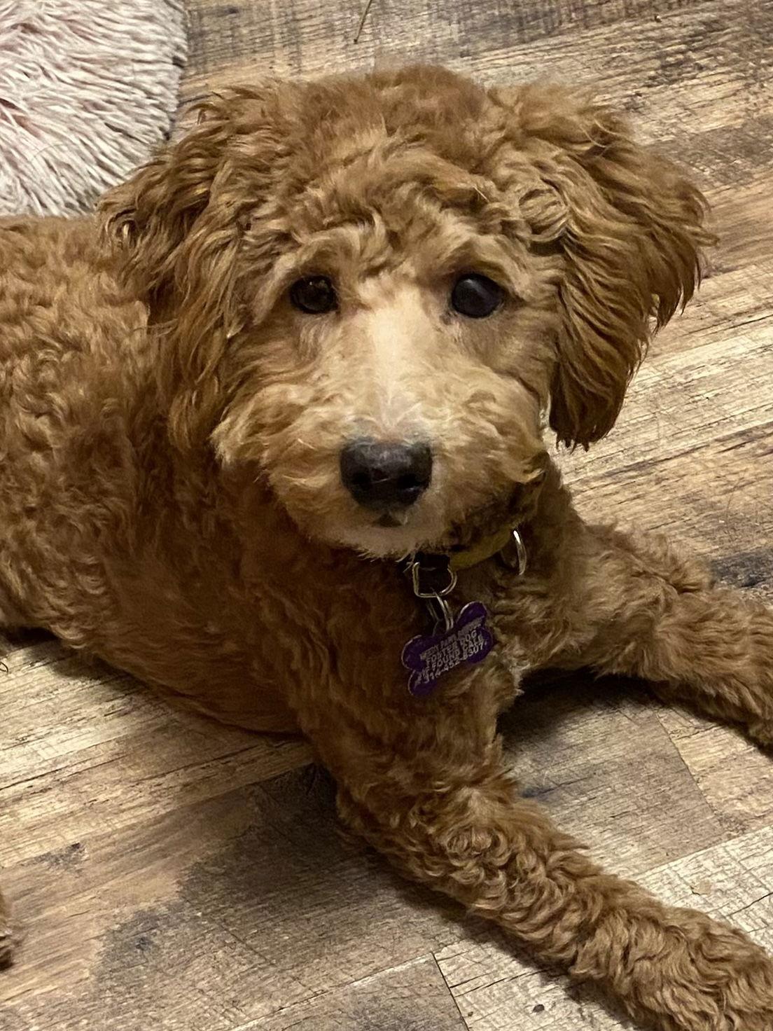 Yoder, a Adopted mixed breed in St. Louis, MO image 2/3