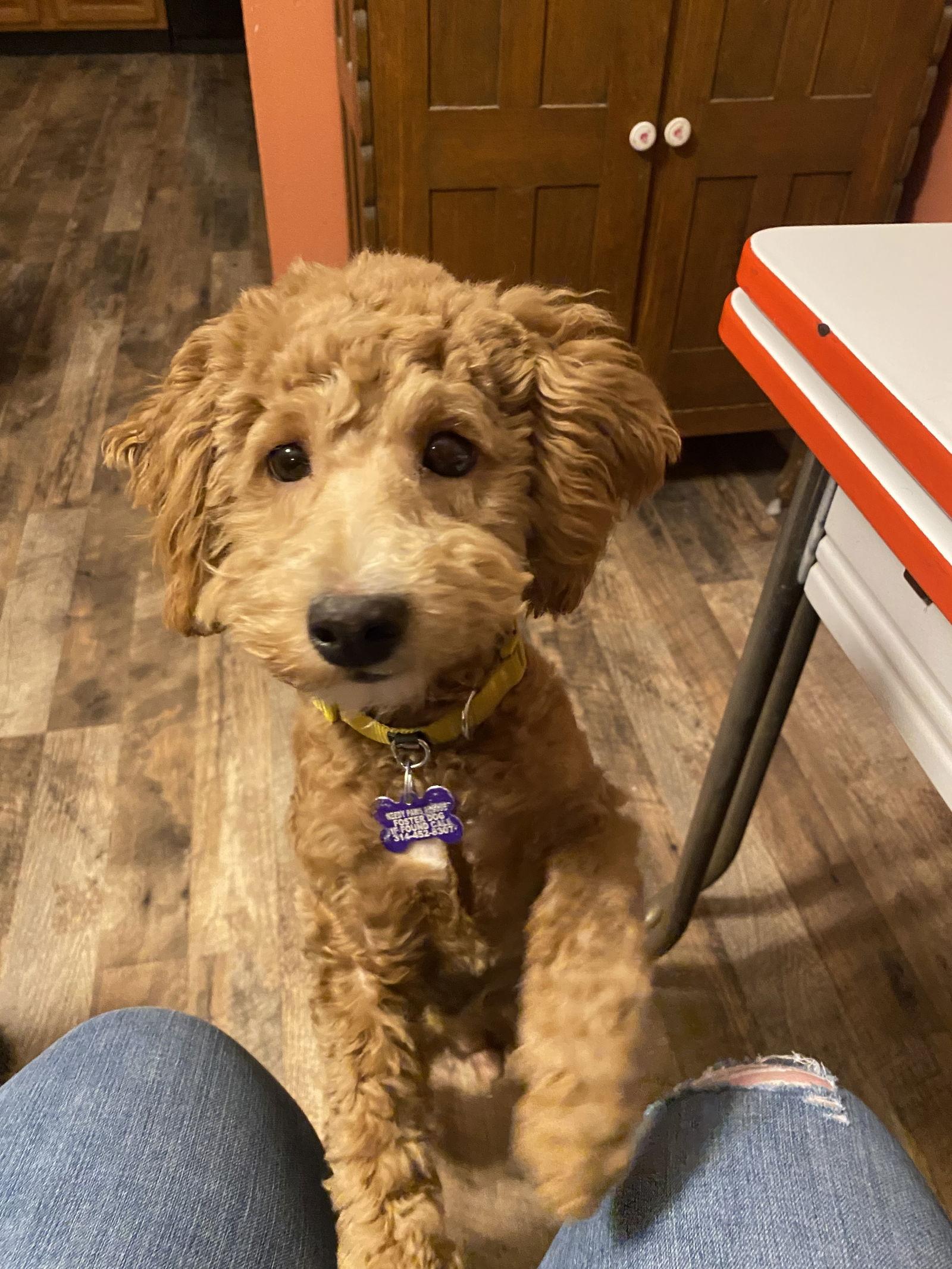 Yoder, a Adopted mixed breed in St. Louis, MO image 3/3