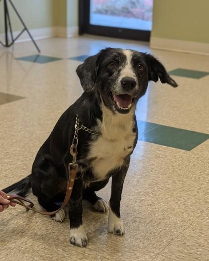 Kenzie, Adoptable, Adult Female Labrador Retriever & Australian Shepherd.