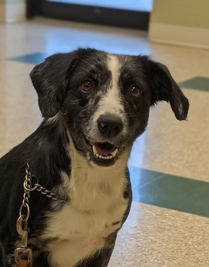 Kenzie, a Adoptable mixed breed in Hastings, NE image 2/3