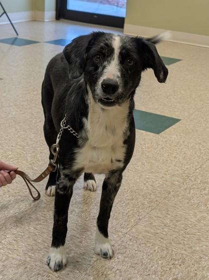 Kenzie, a Adoptable mixed breed in Hastings, NE image 3/3