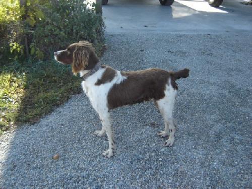 Enlarge IL/Max, a Adopted Brittany Spaniel in Baldwinsville, NY image 1/2
