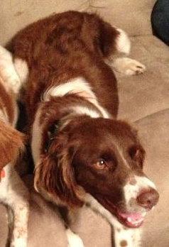 Enlarge IL/Max, a Adopted Brittany Spaniel in Baldwinsville, NY image 2/2