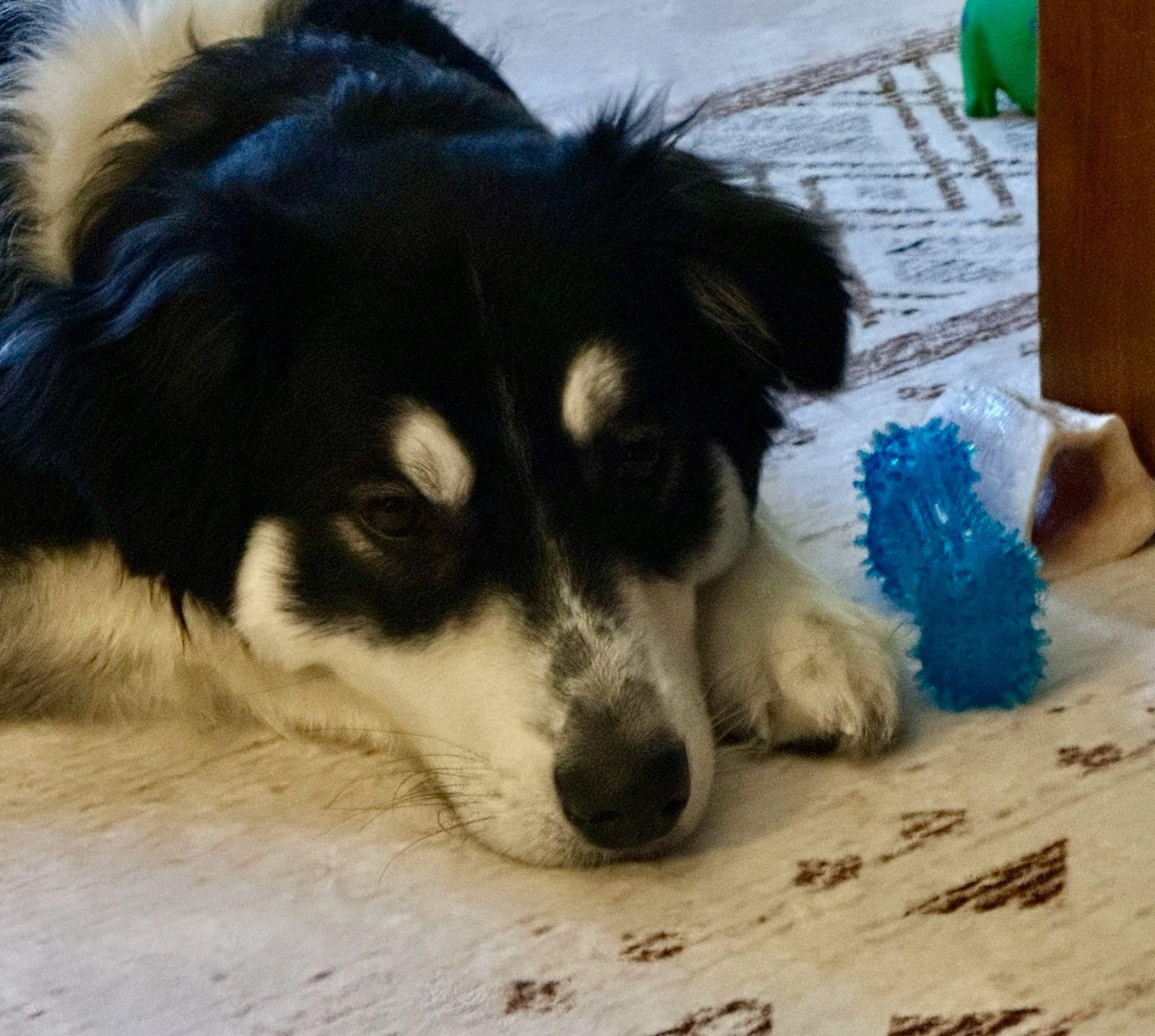 Rip, ADOPTABLE, Young Male Australian Shepherd & Anatolian Shepherd.