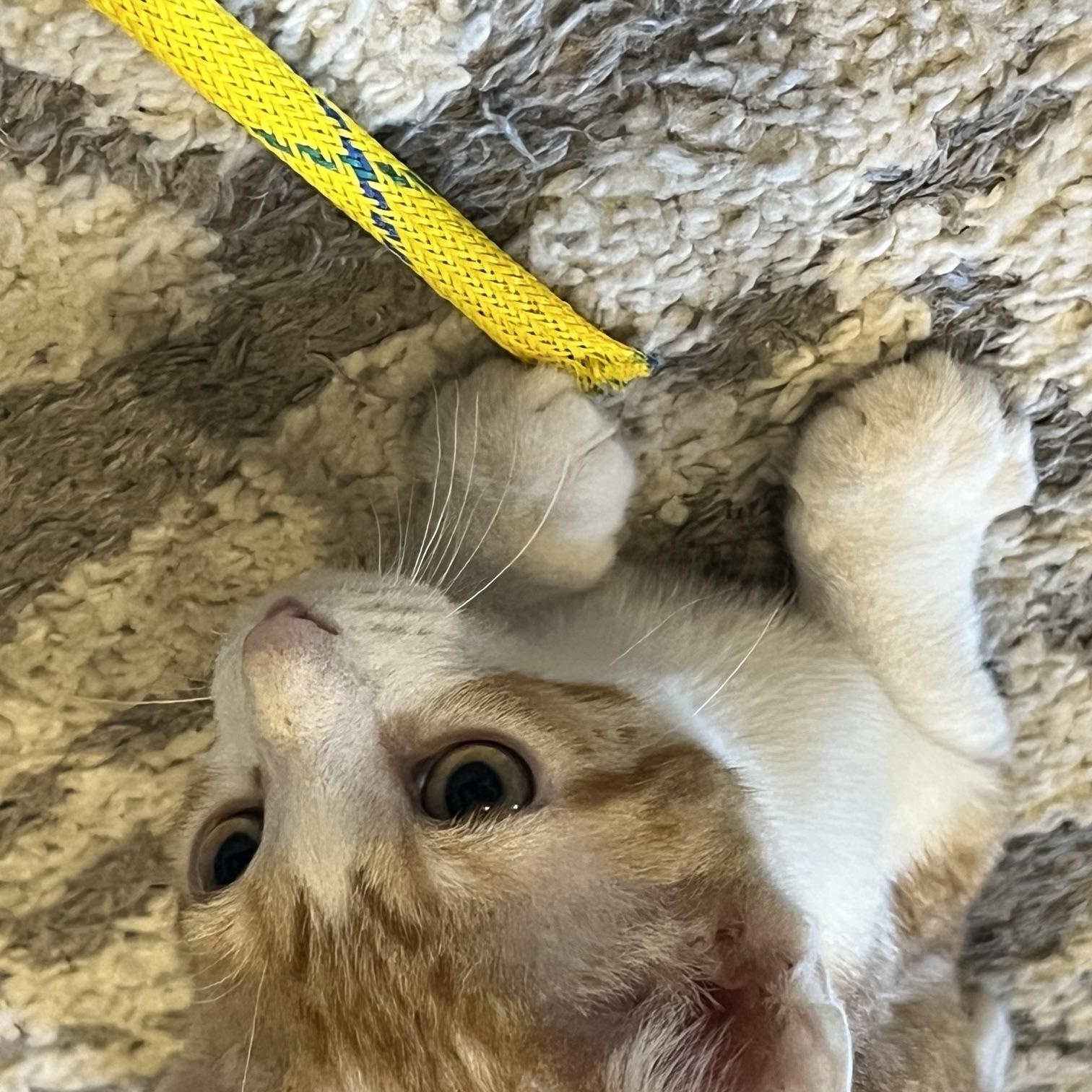 Enlarge Tango, a Adoptable Domestic Short Hair in Louisville, KY image 4/5