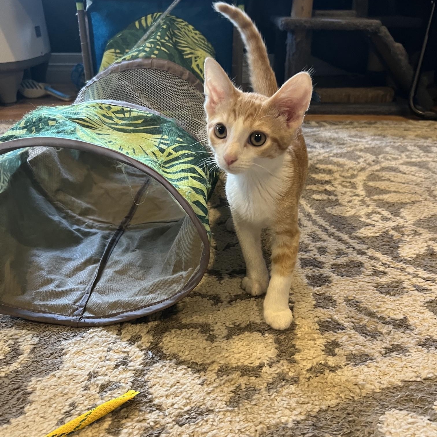 Enlarge Tango, a Adoptable Domestic Short Hair in Louisville, KY image 2/5