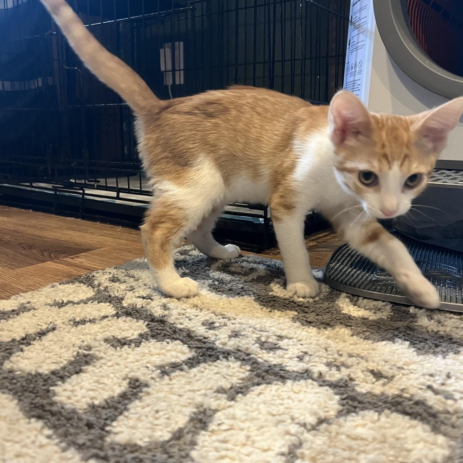 Enlarge Tango, a Adoptable Domestic Short Hair in Louisville, KY image 3/5