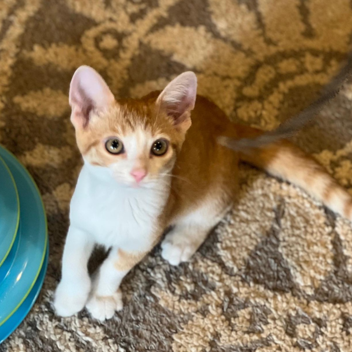 Enlarge Tango, a Adoptable Domestic Short Hair in Louisville, KY image 1/5