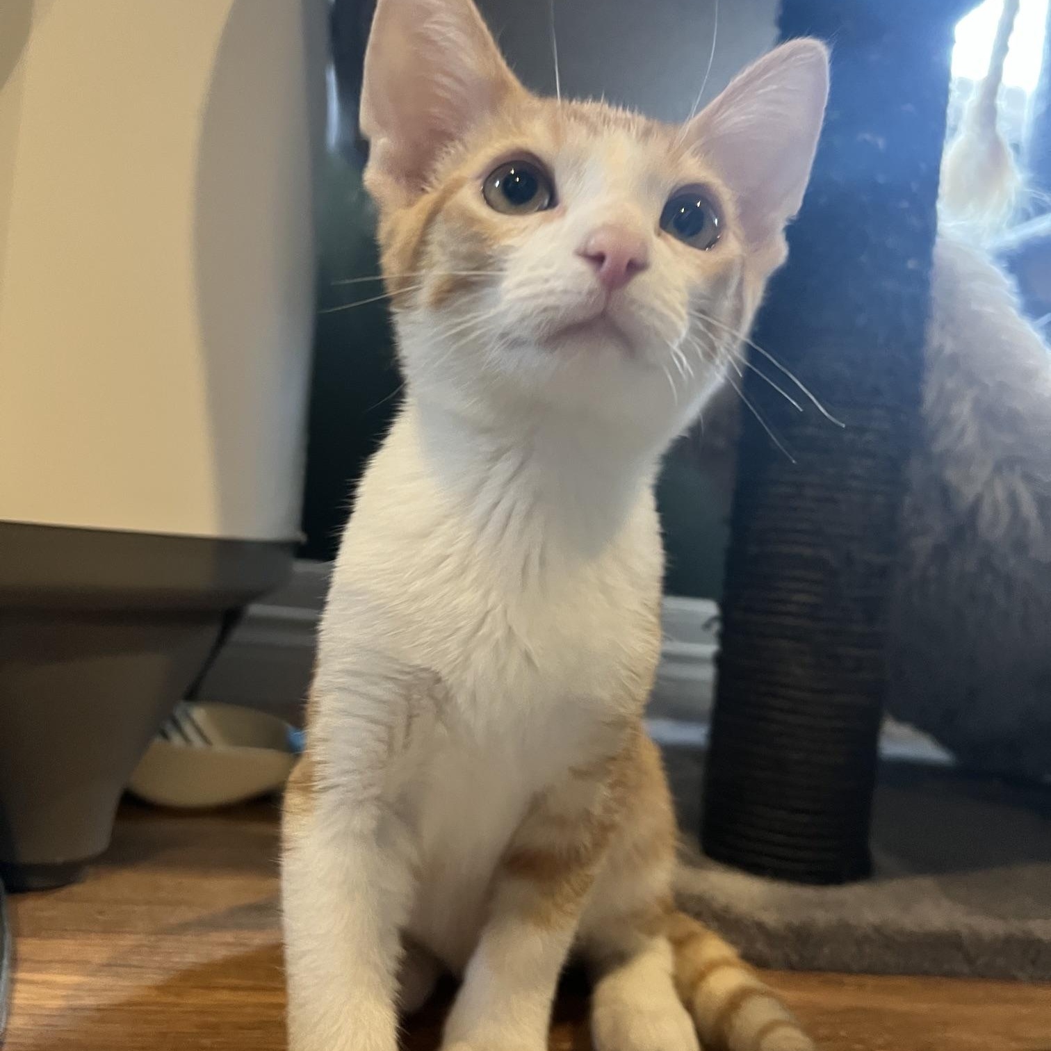 Enlarge Tango, a Adoptable Domestic Short Hair in Louisville, KY image 5/5