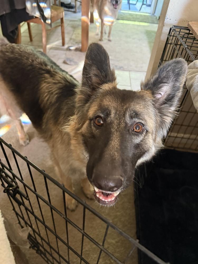 Sierra, Adoptable, Young Female German Shepherd Dog.