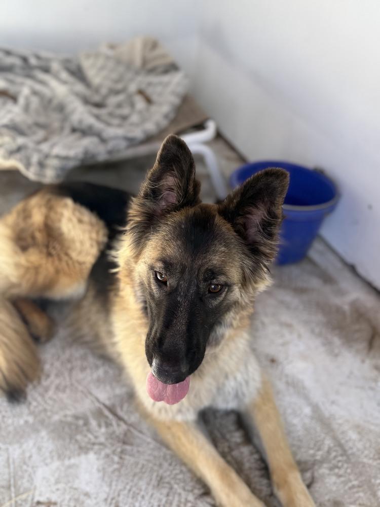 Sierra, a Adoptable German Shepherd Dog in Shingle Springs, CA image 2/5