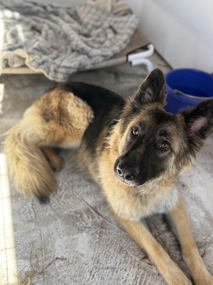 Sierra, a Adoptable German Shepherd Dog in Shingle Springs, CA image 3/5