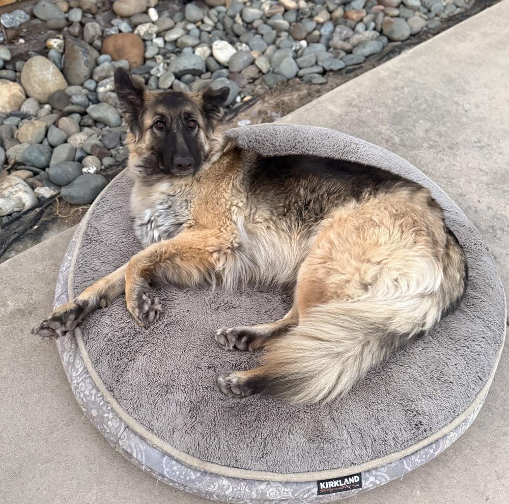 Sierra, a Adoptable German Shepherd Dog in Shingle Springs, CA image 4/5