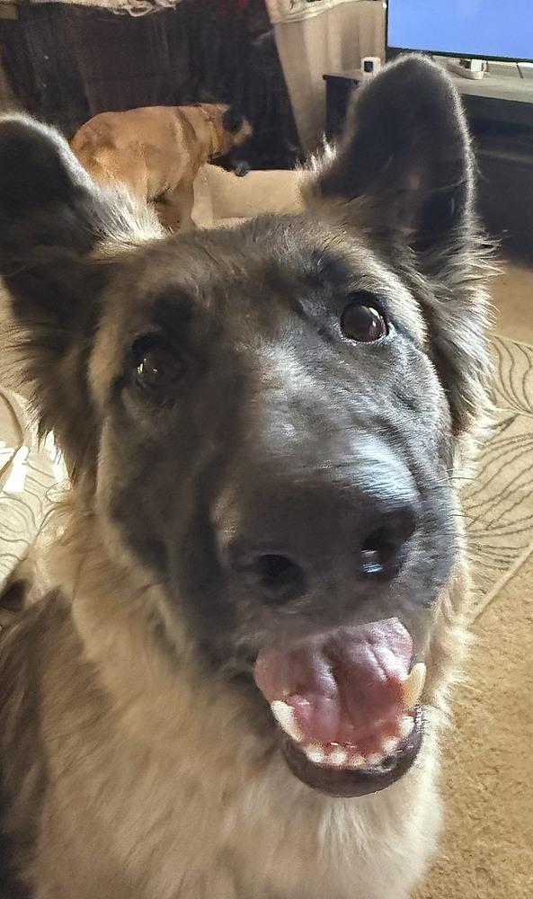 Sierra, a Adoptable German Shepherd Dog in Shingle Springs, CA image 5/5