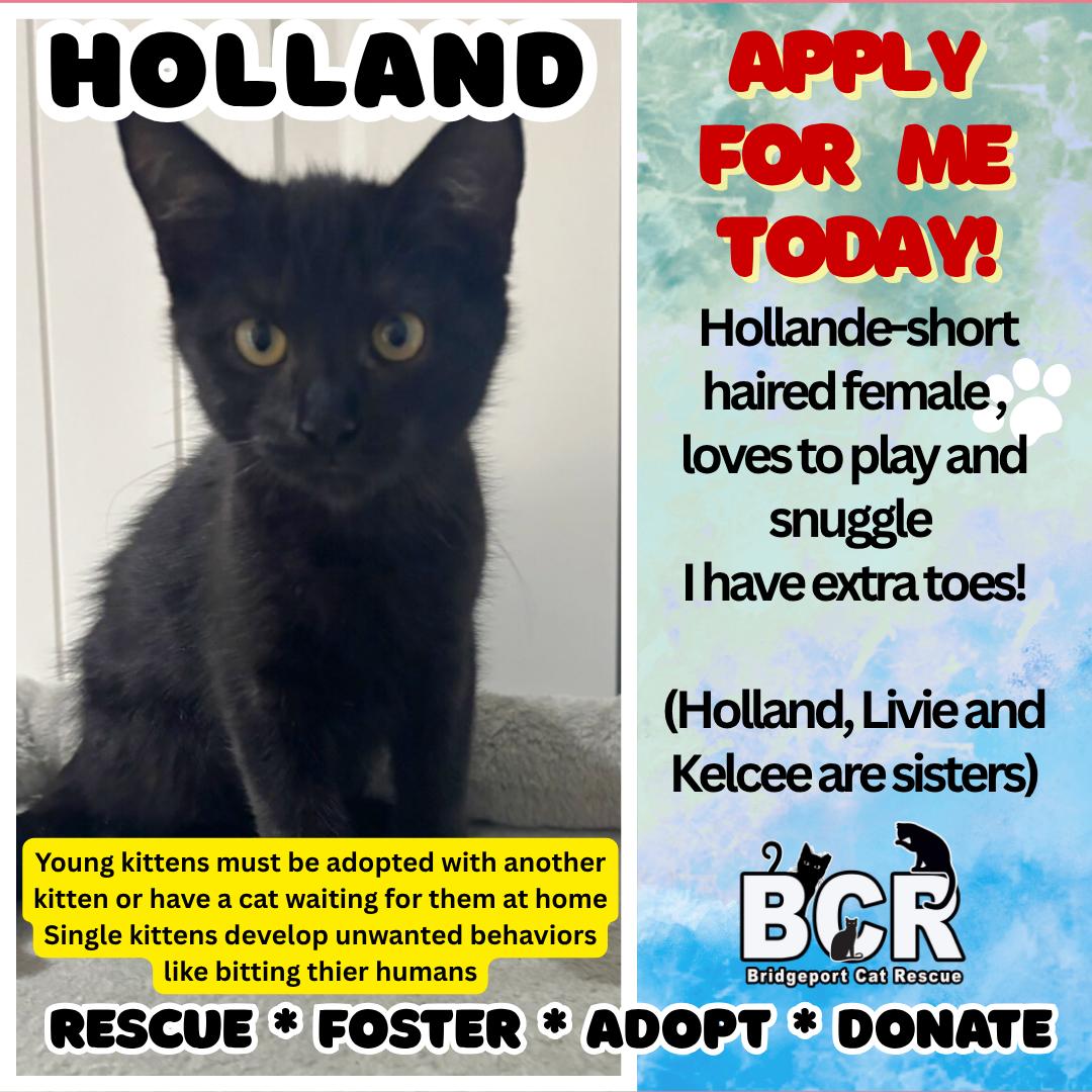 Enlarge Holland, a Adopted Domestic Short Hair in Bridgeport, CT image 1/1