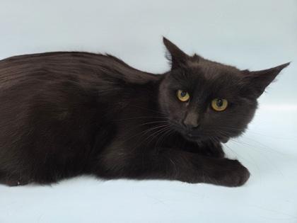 Enlarge Peaches, a Adoptable mixed breed in Woodbury, MN image 1/1