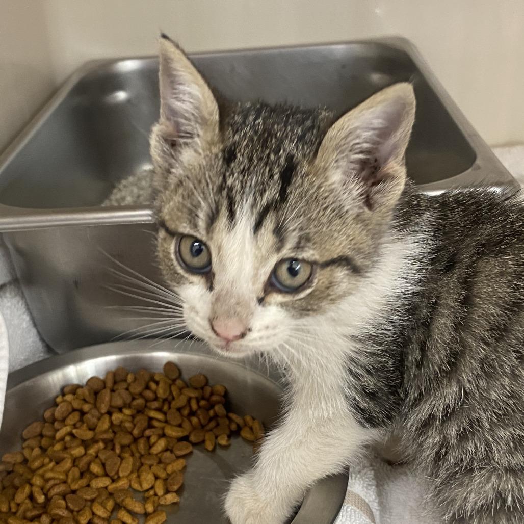 Banana Belle, Adoptable, Kitten Female Domestic Short Hair.