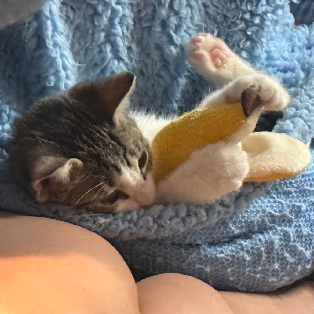 Enlarge Banana Belle, a Adoptable Domestic Short Hair in Auburn, AL image 2/6