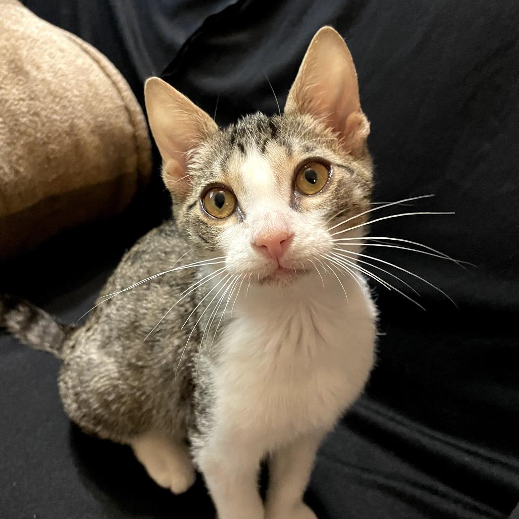 Enlarge Banana Belle, a Adoptable Domestic Short Hair in Auburn, AL image 3/6