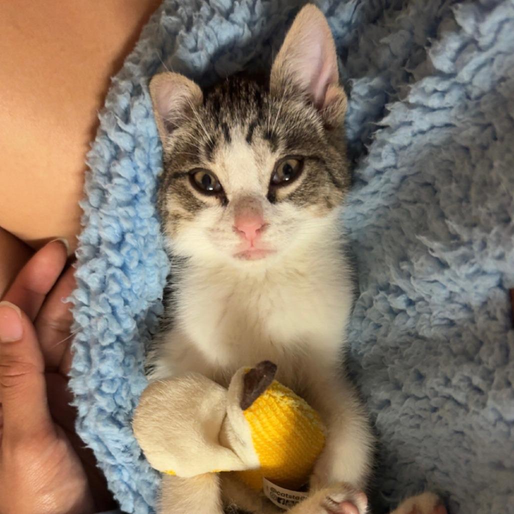 Enlarge Banana Belle, a Adoptable Domestic Short Hair in Auburn, AL image 5/6