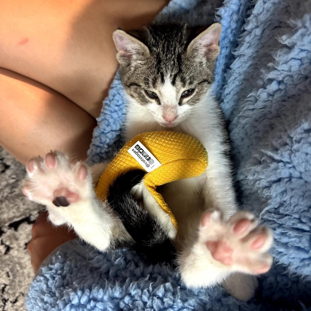 Enlarge Banana Belle, a Adoptable Domestic Short Hair in Auburn, AL image 6/6