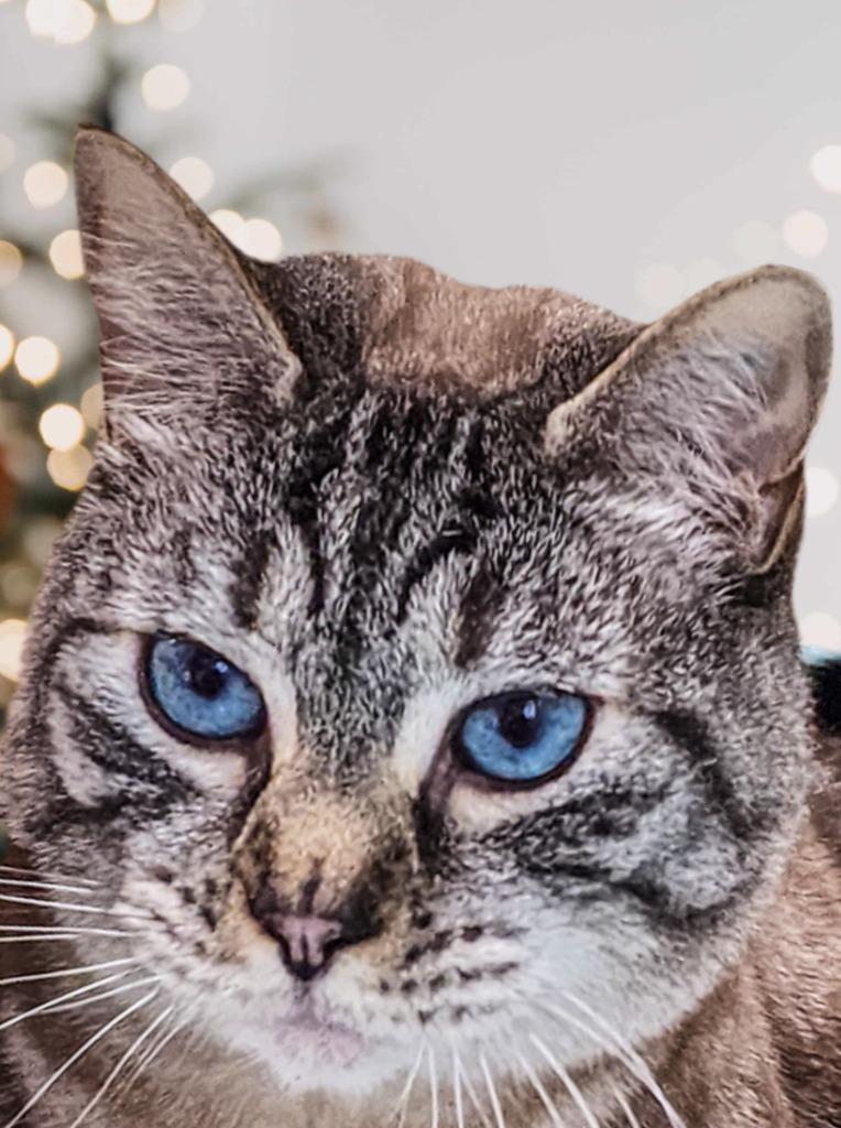 Bodie, Adoptable, Adult Male Siamese.