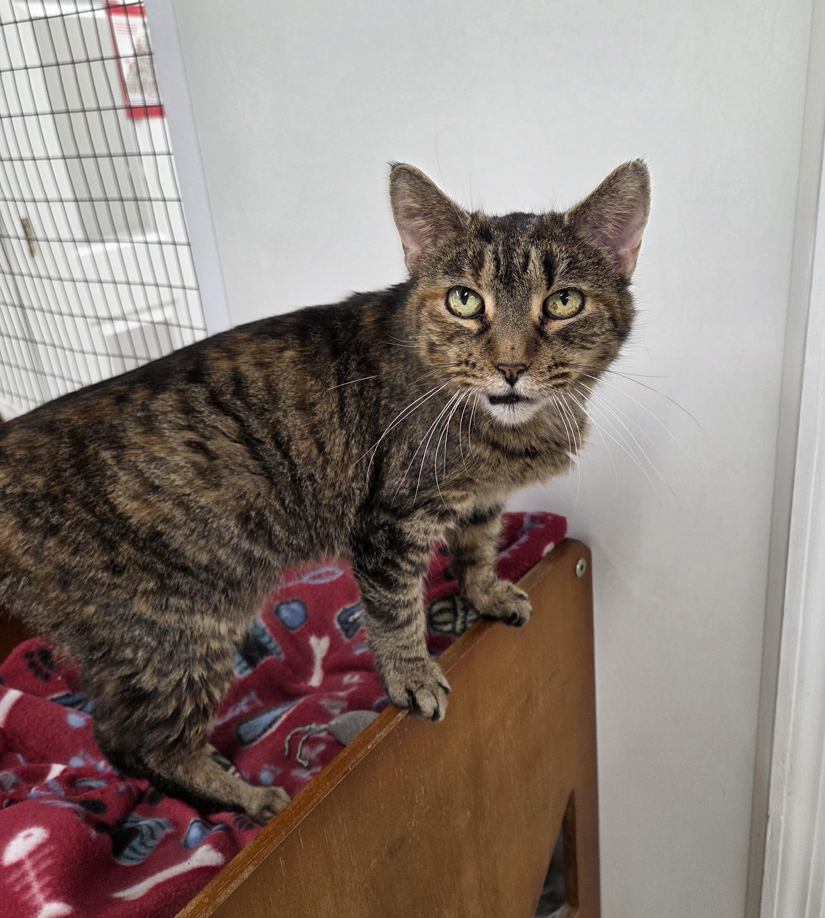 Enlarge Athos, an adoptable mixed breed in Carsonville, MI image 2/6