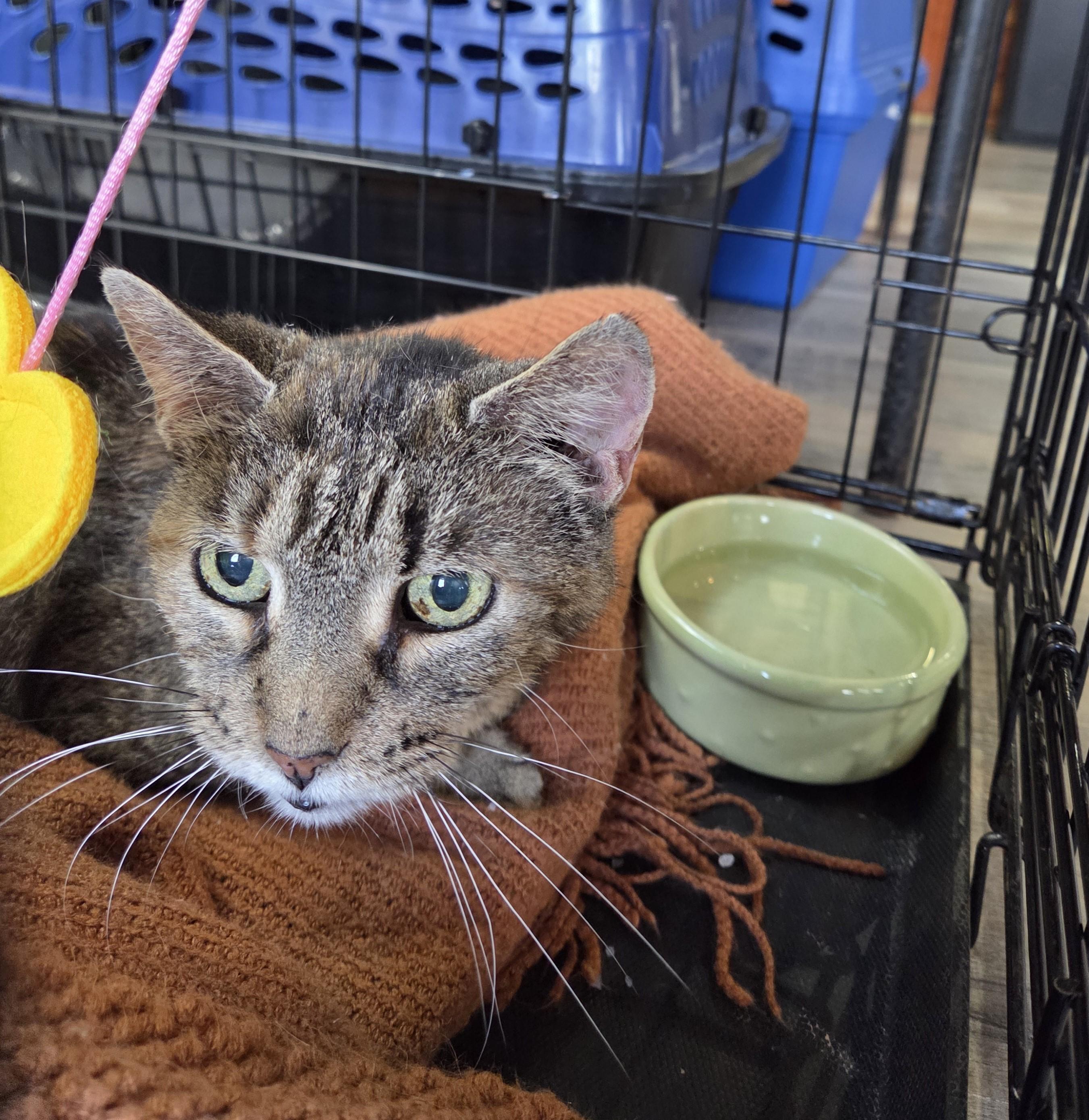 Enlarge Athos, an adoptable mixed breed in Carsonville, MI image 5/6