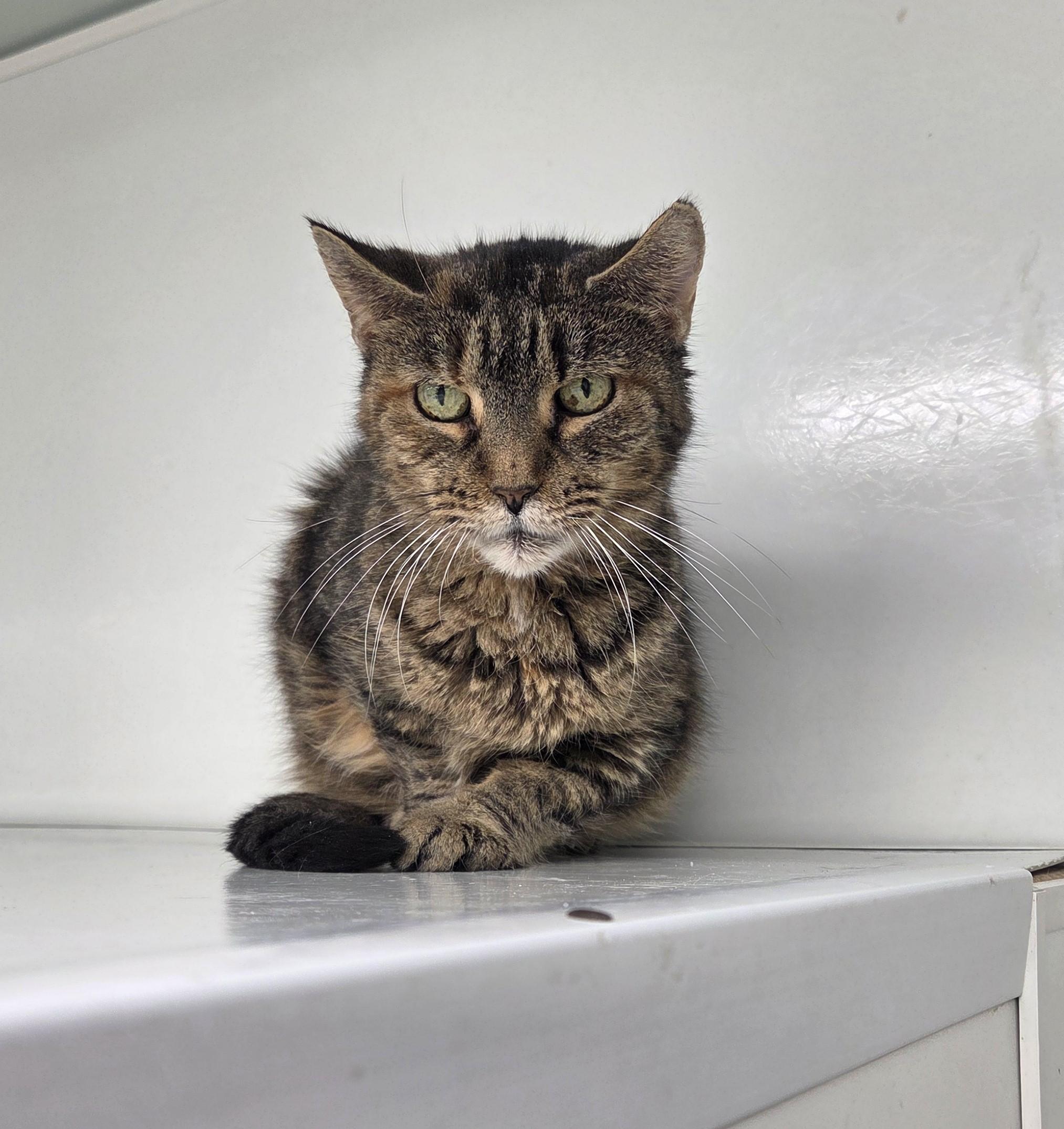 Enlarge Athos, an adoptable mixed breed in Carsonville, MI image 4/6