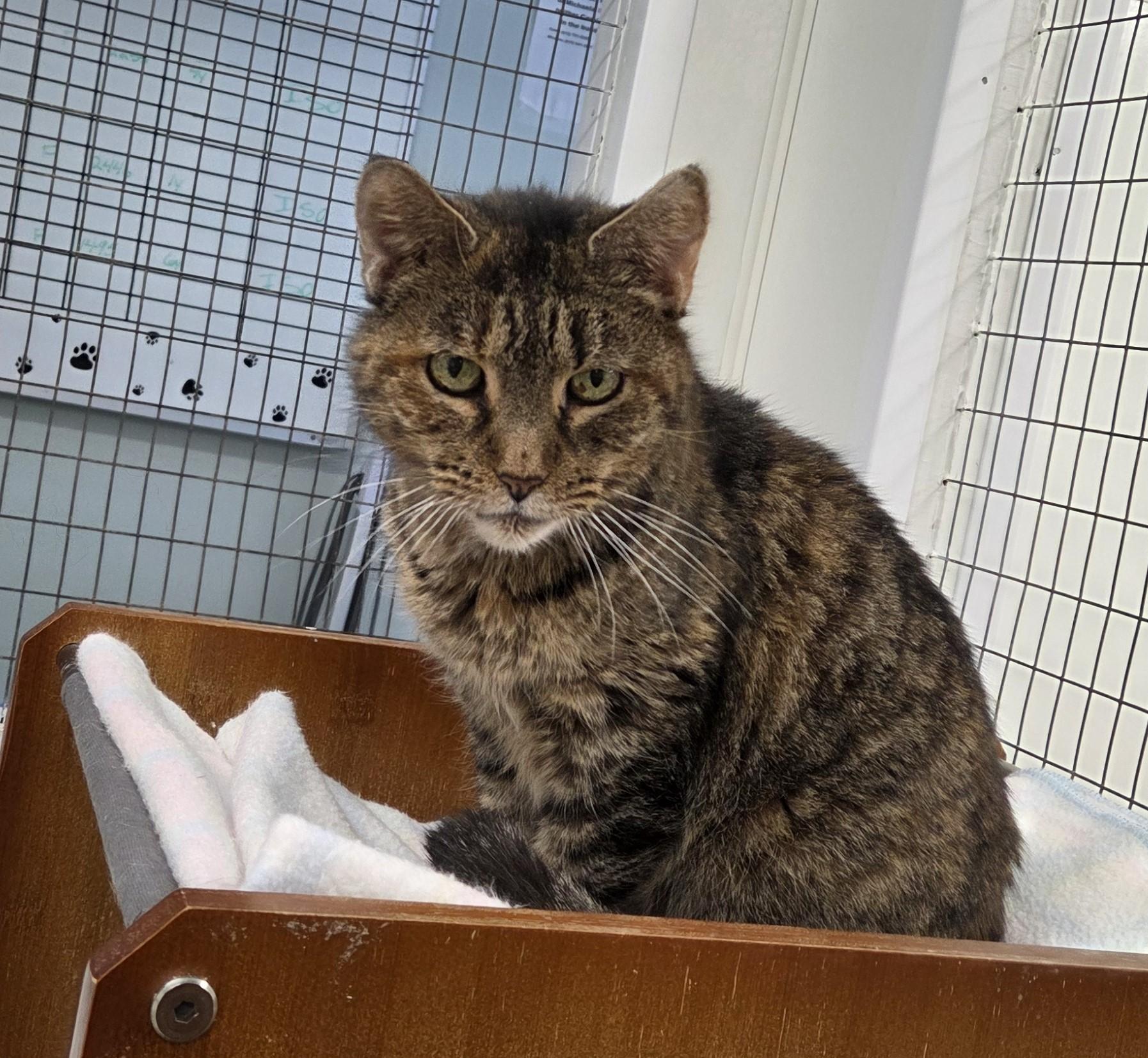 Athos, ADOPTABLE, Senior Male Domestic Short Hair.