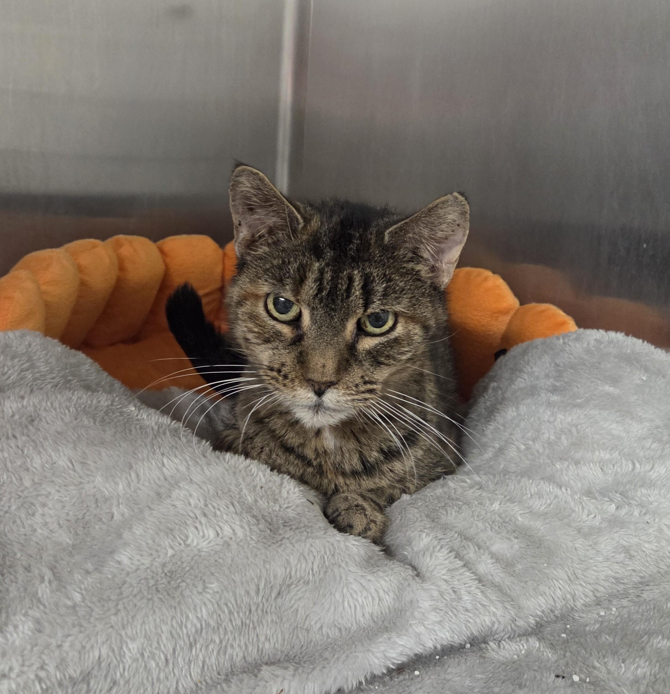 Enlarge Athos, an adoptable mixed breed in Carsonville, MI image 5/6