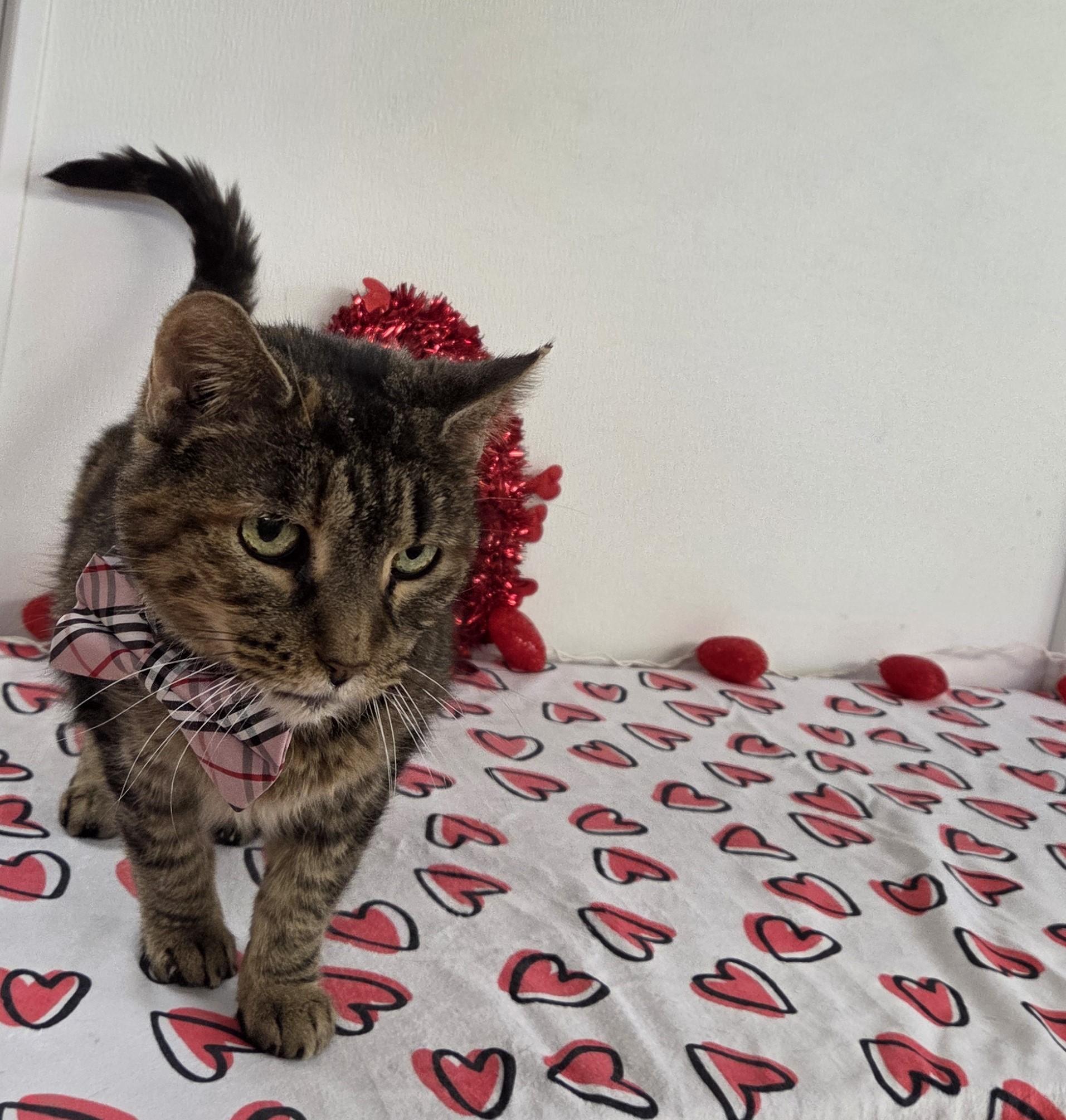 Enlarge Athos, an adoptable mixed breed in Carsonville, MI image 3/6