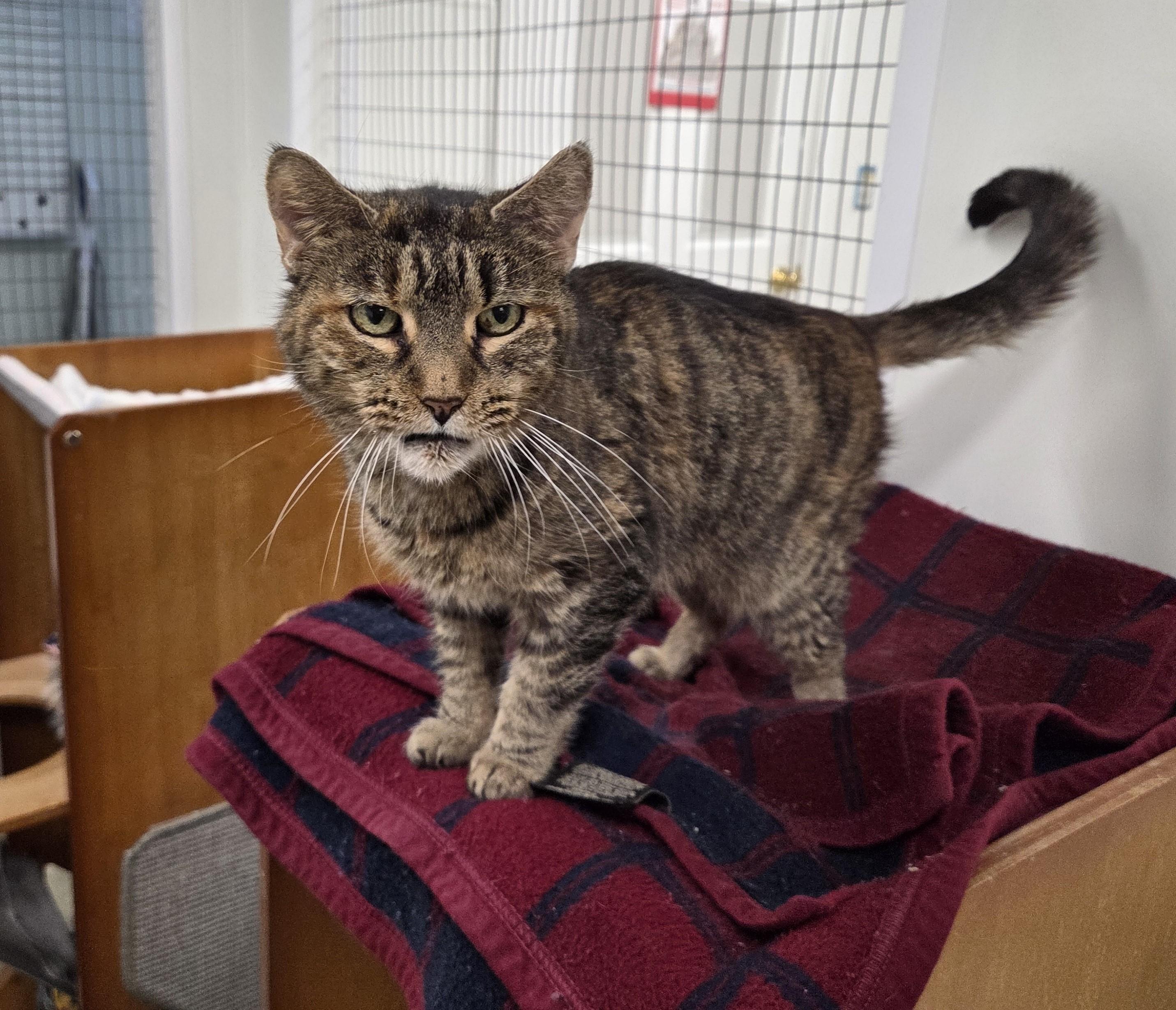 Enlarge Athos, an adoptable mixed breed in Carsonville, MI image 6/6