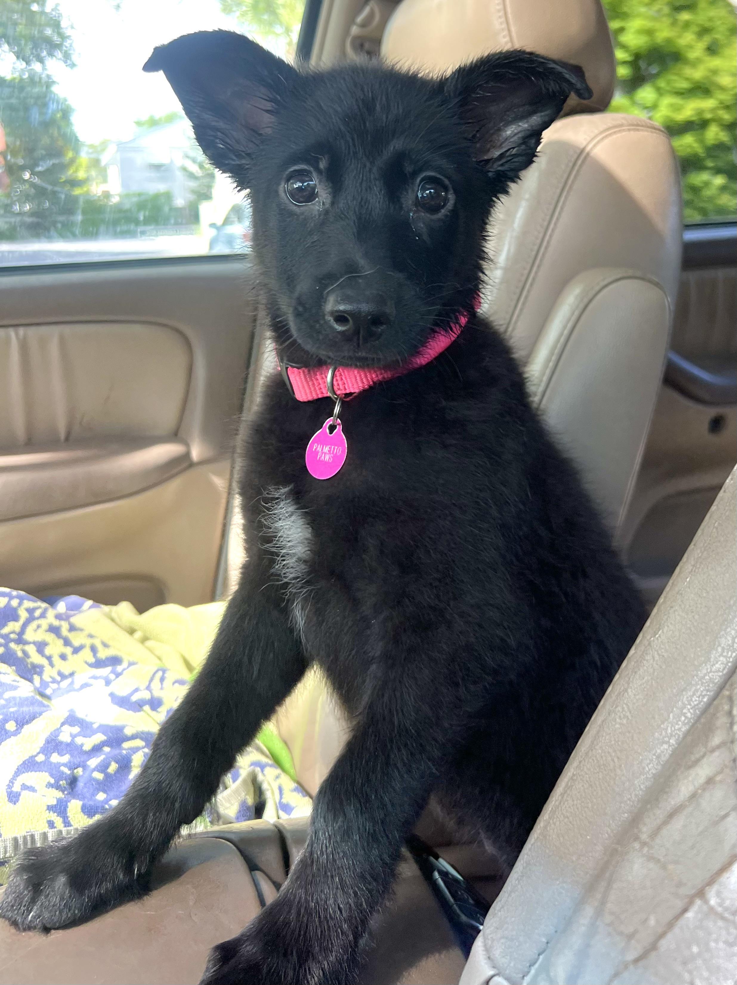 Enlarge Twyla, a ADOPTABLE mixed breed in Mt Pleasant, SC image 4/6