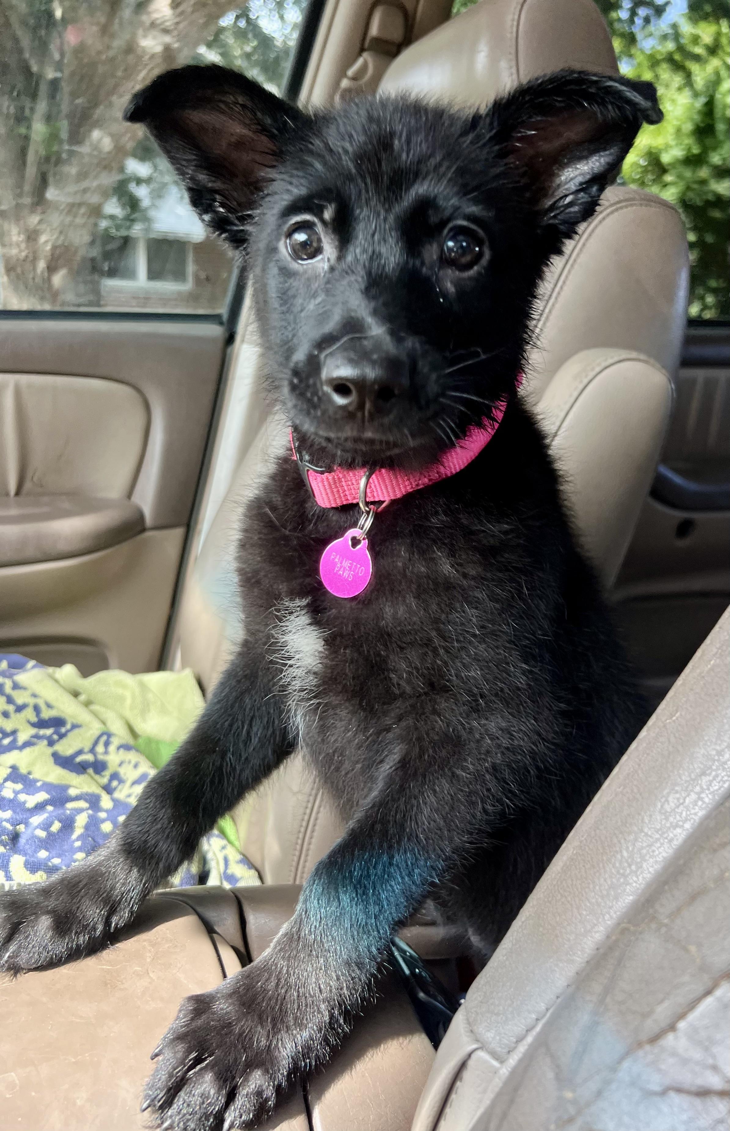Enlarge Twyla, a ADOPTABLE mixed breed in Mt Pleasant, SC image 2/6