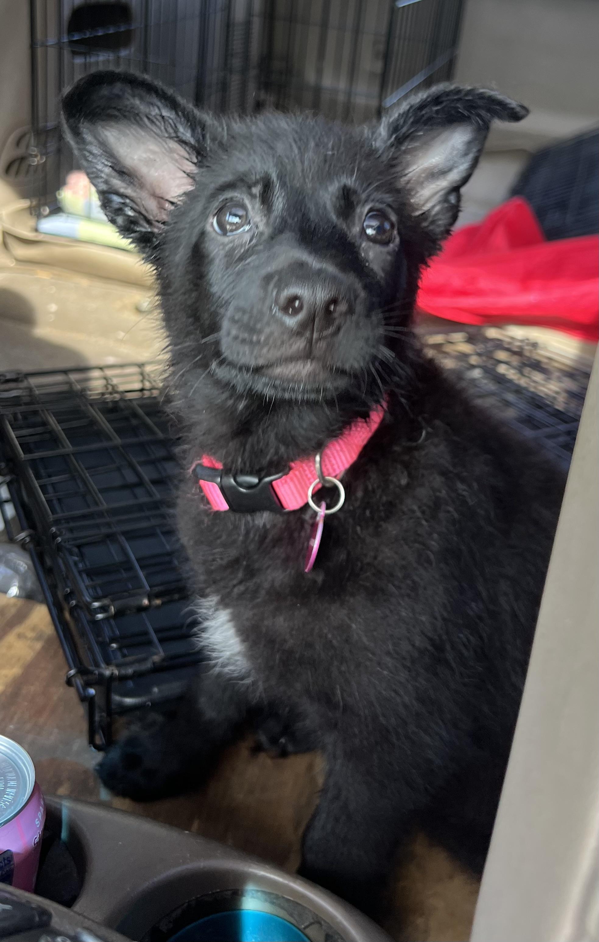 Enlarge Twyla, a ADOPTABLE mixed breed in Mt Pleasant, SC image 3/6