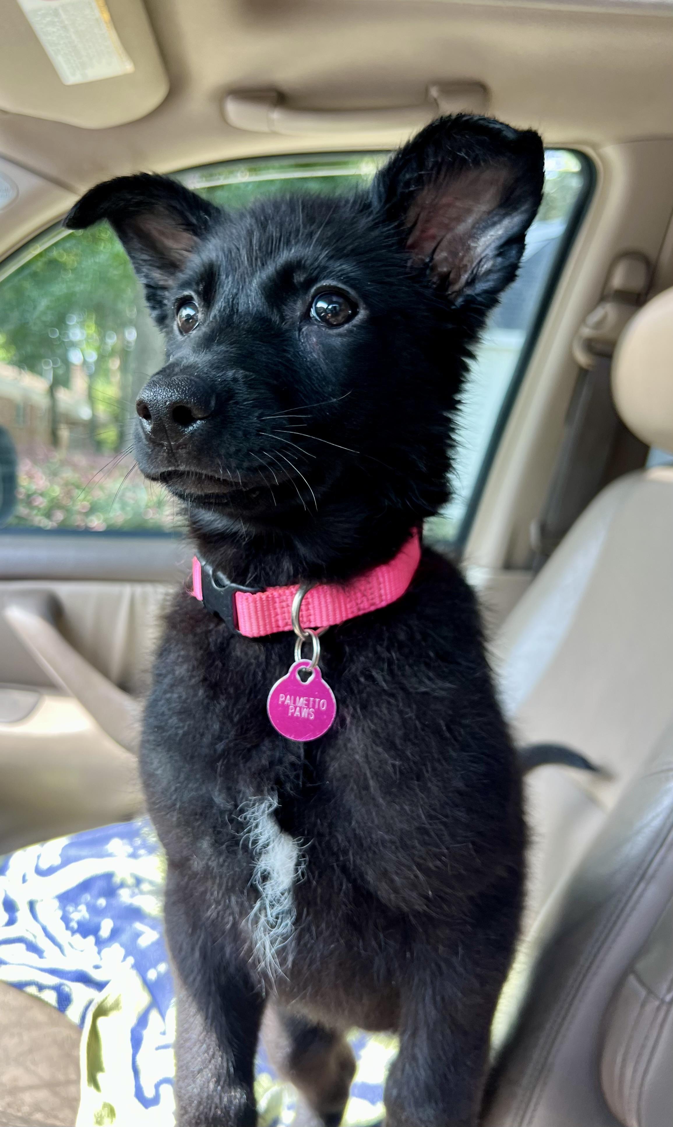 Enlarge Twyla, a ADOPTABLE mixed breed in Mt Pleasant, SC image 5/6