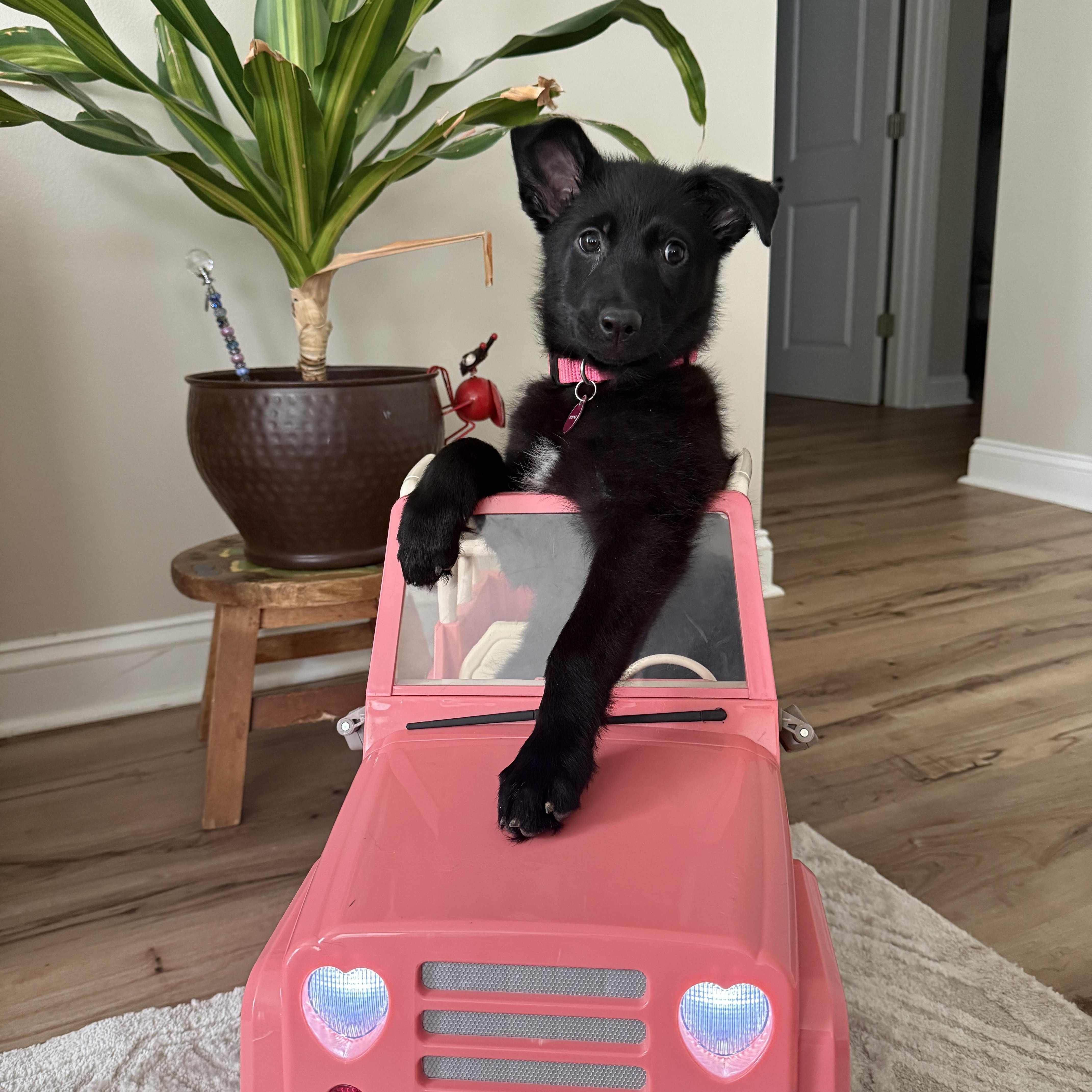Enlarge Twyla, a ADOPTABLE mixed breed in Mt Pleasant, SC image 1/6