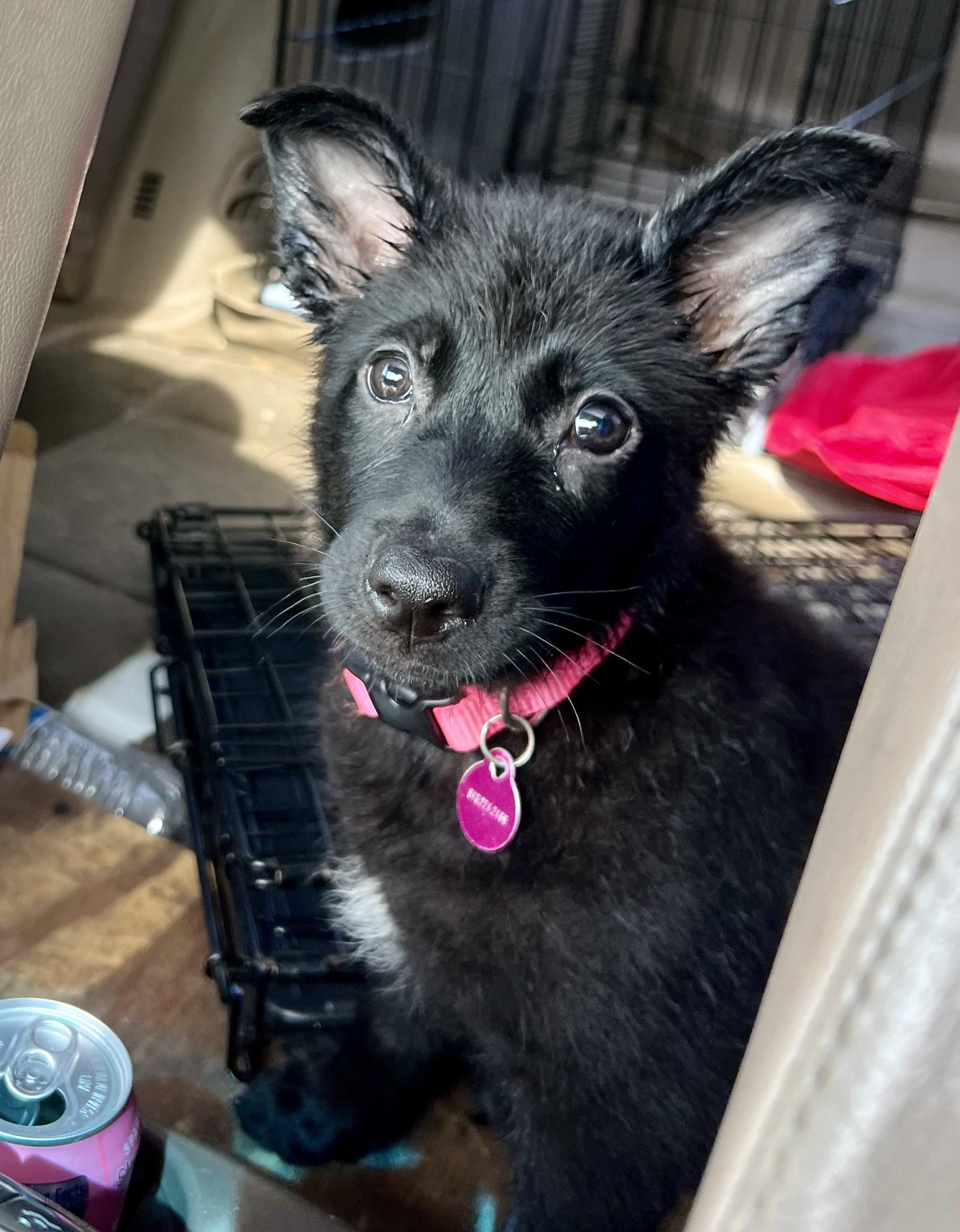 Enlarge Twyla, a ADOPTABLE mixed breed in Mt Pleasant, SC image 6/6
