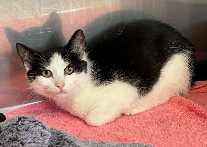 Eliza, an adopted Domestic Short Hair in Medfield, MA image 2/3