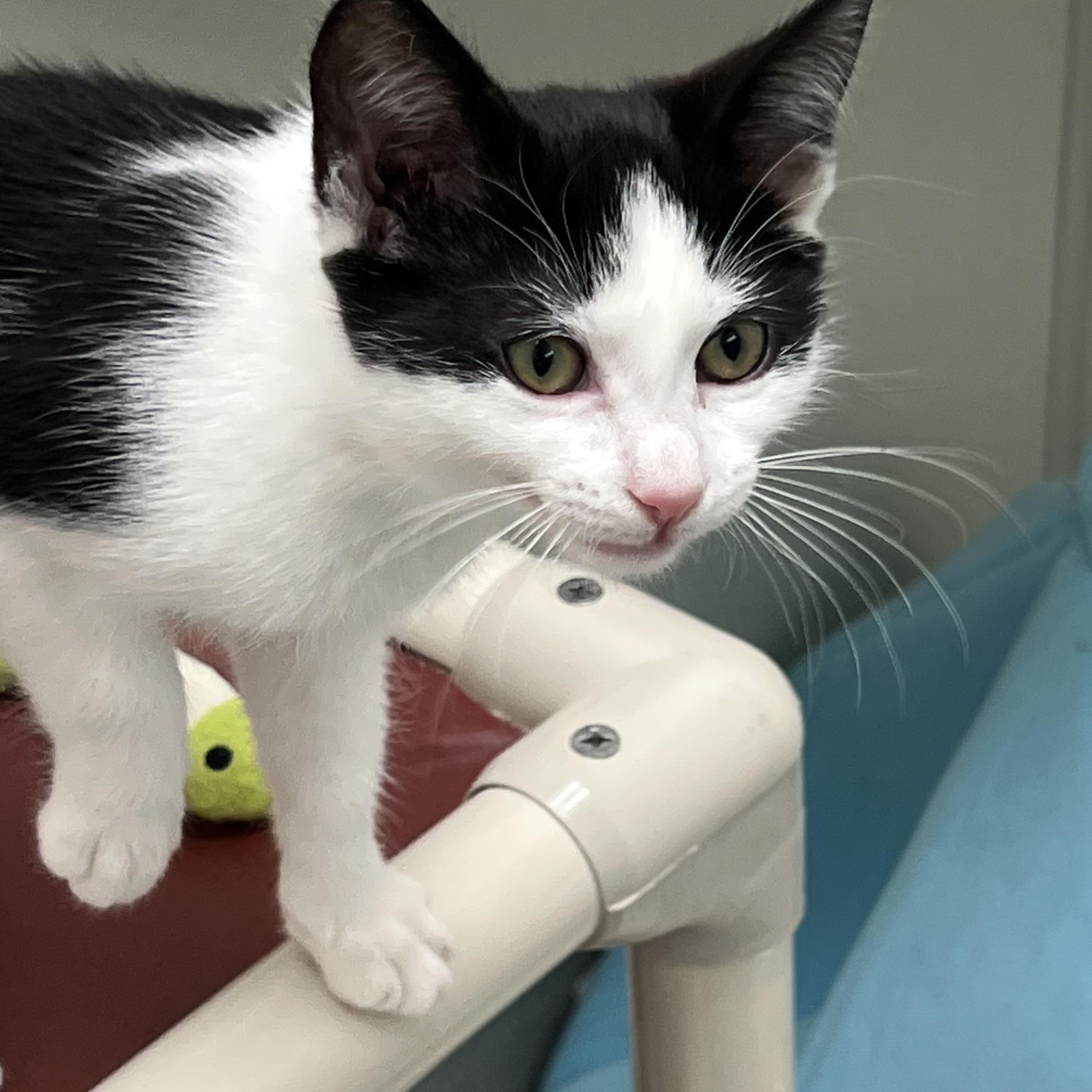 Eliza, adopted, Kitten Female Domestic Short Hair.